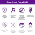 thumbnail image 2 of Camel Milk Powder Camelicious 480g Box US Edition(24 Packets x 20g each) Non-GMO, Gluten Free Low Lactose Alternative Dry Milk Powder - Flash Pasteurized Powdered Camel Milk Longer Shelf Life, 2 of 6