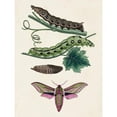 thumbnail image 3 of Unknown 19x24 Black Modern Framed Museum Art Print Titled - Caterpillar and Moth VI, 3 of 5