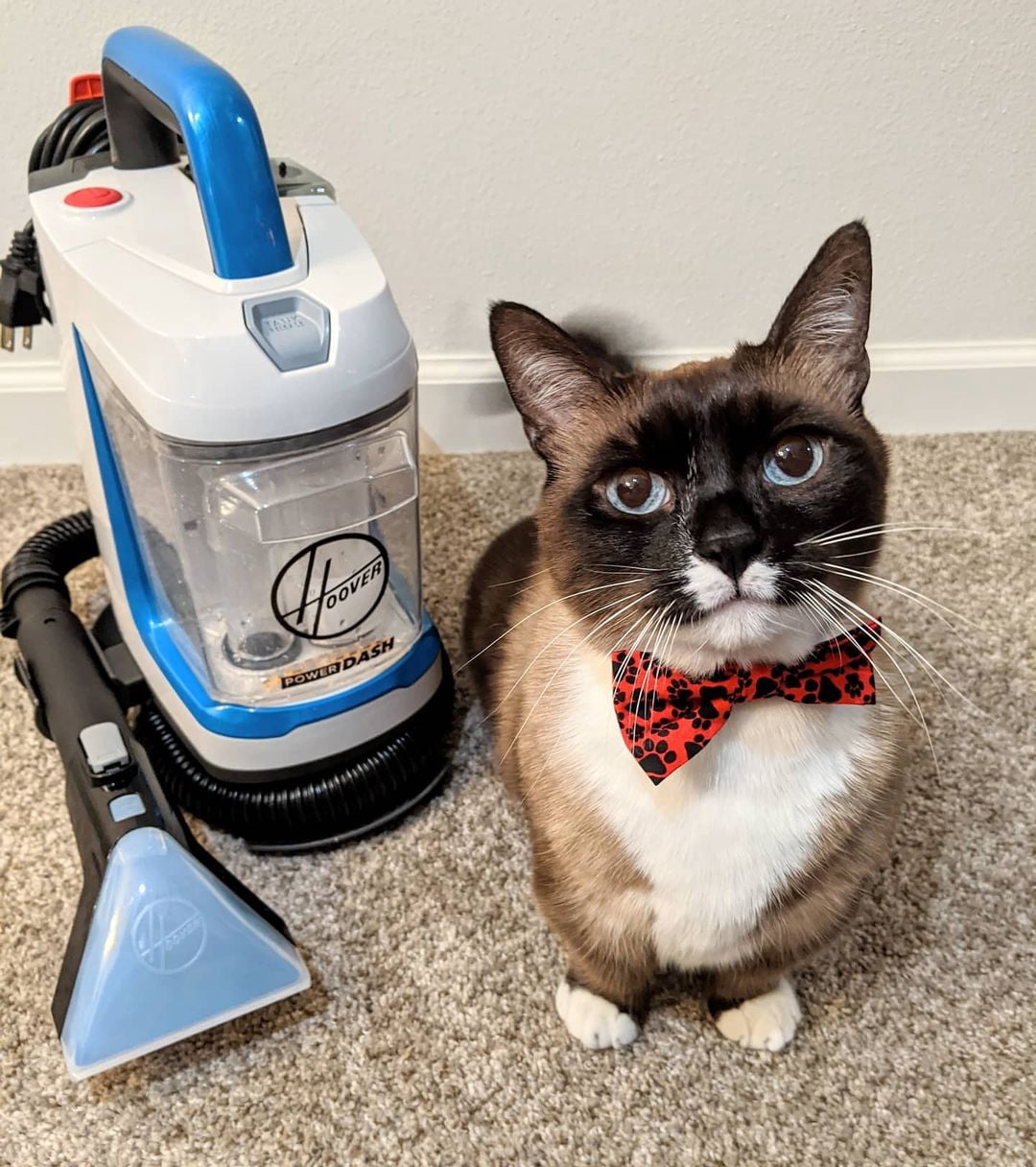 Hoover PowerDash GO Pet Portable Spot 