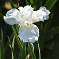 thumbnail image 3 of Easy to Grow Bearded Iris Immortality 9 Bulbs, Flowers Spring & Fall Zones 3-10, 3 of 4