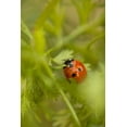 thumbnail image 2 of Millet, Karyn 13x18 White Modern Wood Framed Museum Art Print Titled - Lady Bug I, 2 of 4