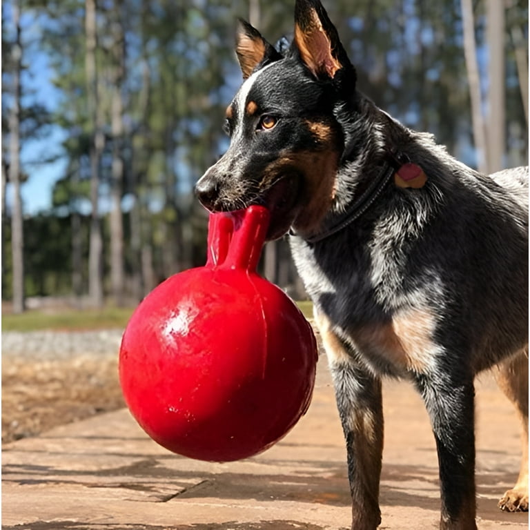 Jolly ball for dogs online