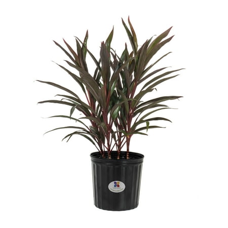 United Nursery Ti Plant Cordyline Terminalis Chili Pepper Live Outdoor Indoor House Plant 9.25