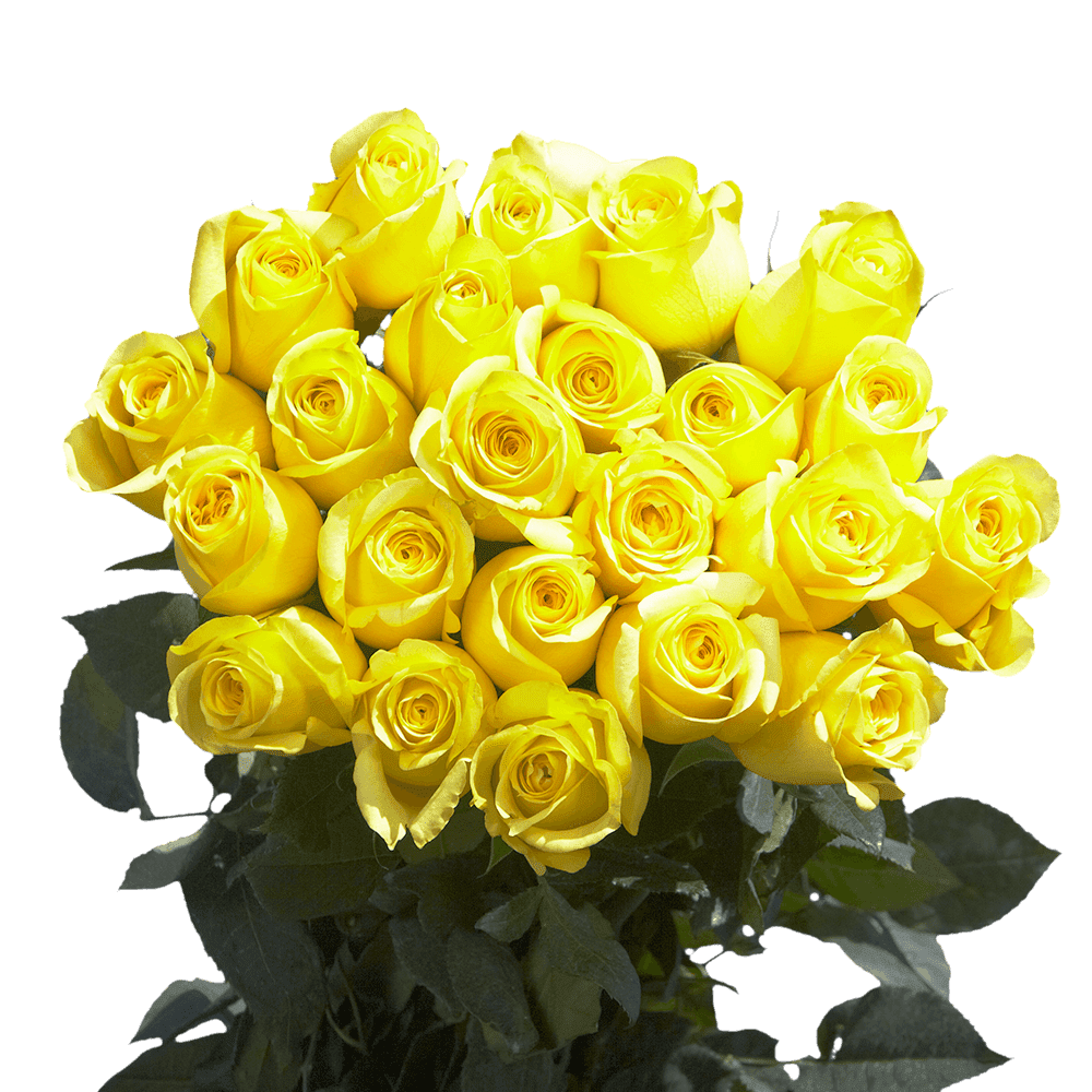 50 Stems of Lemon Yellow Citran Roses- Beautiful Fresh Cut Flowers ...