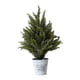 thumbnail image 3 of Pequeño de artificial de ciprés, planta artificial en maceta para mesita de noche, ideal para armario o repisa de chimenea., 3 of 7