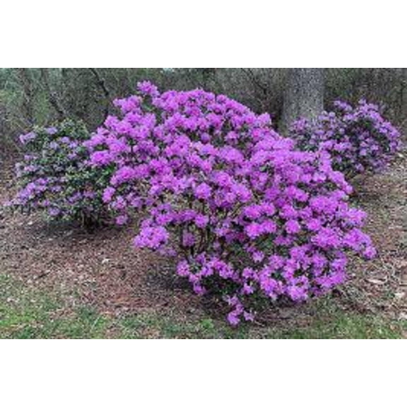 RedCrocus Rhododendron 'PJM' | Evergreen Shrub with Vibrant Purple-Pink Blooms | Hardy, Container & Border Plant | Partial Sun | Deer & Pollinator Friendly  3 Gallon