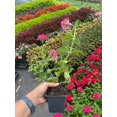 thumbnail image 2 of 3 Endurascape Hot Pink Verbena Plant ---Deer Resistant!! Attracts butterflies, hummingbirds!!!, 2 of 3