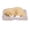 Labrador Yellow, variant on M Buder Realistic Sleeping Dog Toy Adorable Puppy Figurine, Cute Nap Dog Home Decor Desktop Ornament, Dirt White Block, 6.7 inches / 17 cm