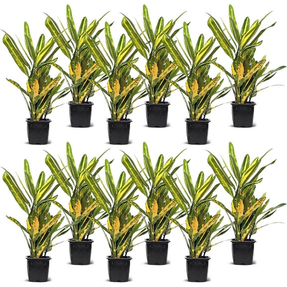 12 Pack Live Croton Sunny Star, Indoor Potted Houseplant, Variegated Plant, Mom Birthday Gift, Sympathy Gift, Thank You Gift, Wedding Decor, Housewarming Gift in 3" Pot
