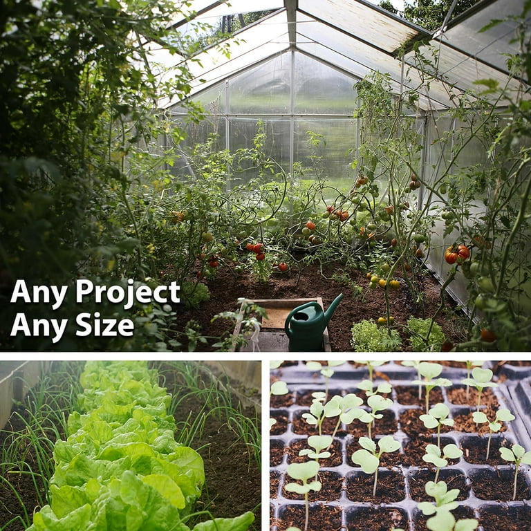 Piloto Cubano Tobacco ~1000 Seeds – Nicotiana tabacum – Heirloom Filler  Variety – 75-80 Days – Perennial in Zones 8-11 – Non-GMO