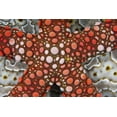 thumbnail image 2 of Shimlock, Jones 14x11 Gold Ornate Wood Framed with Double Matting Museum Art Print Titled - Indonesia Sea star over a sea cucumber, 2 of 4
