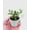 3_SUCC_DELOSPERMA_PICKLE.PLANT, variant on Hedgehog Ice Pickle Plant - Live Air-Purifying Indoor Plant in Nursery Pot – Easy Care, Low Maintenance Houseplant for Home & Office Decor, Natural Air Cleaner, Best for Beginners (3"Pot)