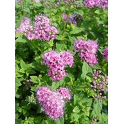 Little Princess Spirea