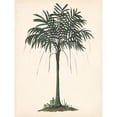 thumbnail image 3 of Wang, Melissa 15x18 Black Modern Framed Museum Art Print Titled - Palm Tree Study II, 3 of 5