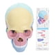 thumbnail image 5 of Modelo de cráneo para armar (Anatomía humana). Rompecabezas de cráneo para armar. Modelo de cráneo desmontable., 5 of 7