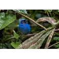 thumbnail image 2 of Jones, Adam 24x17 White Modern Wood Framed Museum Art Print Titled - Masked flowerpiercer-Ecuador, 2 of 4