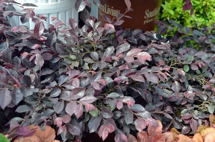 Southern Living Purple Daydream Loropetalum Live Shrub in 2-Gallon Grower Pot