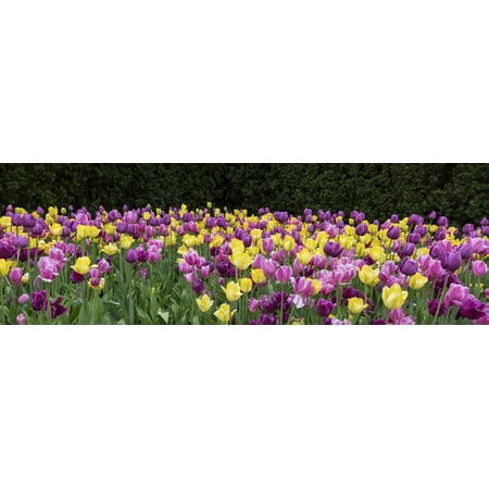 Tulip flowers in a garden Chicago Botanic Garden Glencoe Cook County Illinois USA Canvas Art - Panoramic Images (27 x
