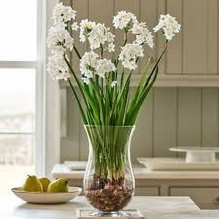 EuroBlooms Paperwhite Ziva, Indoor Plant Kit, White Blooms, Bright indoor light or filtered sunlight