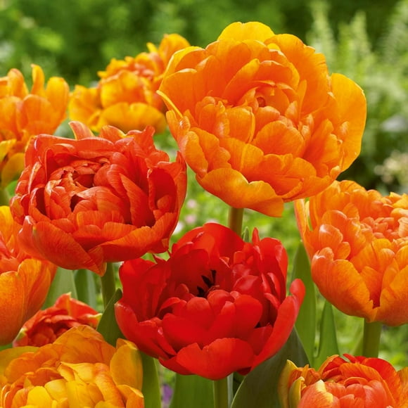 TASC Tulip Flower Bulbs-Tulip Double late Sun Lover(20 Bulbs)