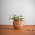 thumbnail image 4 of Foreside Home & Garden Terracotta & Cane Weave Planter, 4 of 7