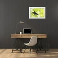 thumbnail image 3 of Norring, Tom 18x13 White Modern Wood Framed Museum Art Print Titled - Belize-Central America-Howler Monkey-Their howling can travel up to 5 km in the dense tropical fore, 3 of 4