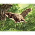 thumbnail image 3 of Folkmanis Flying Squirrel Hand Puppet, 3 of 6