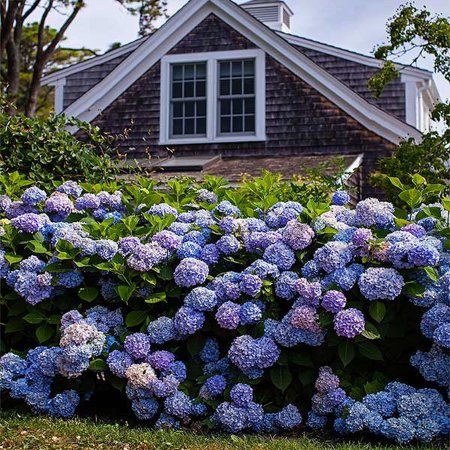 Brighter Blooms - Endless Summer Hydrangea Shrub, 2 Gal. - No Shipping To AZ
