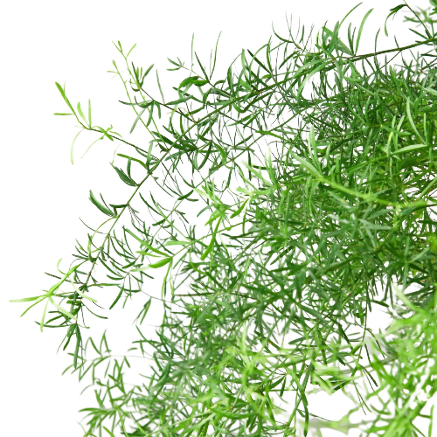 Fern 'Sprengeri', 4" Pot, Indoor Houseplant, Easy Care, Live Plant for Indoor & Outdoor