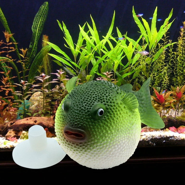 Potted Fish Anubias Nana Petite Live Aquarium Plant Anubias Nana Petite Potted Live ...