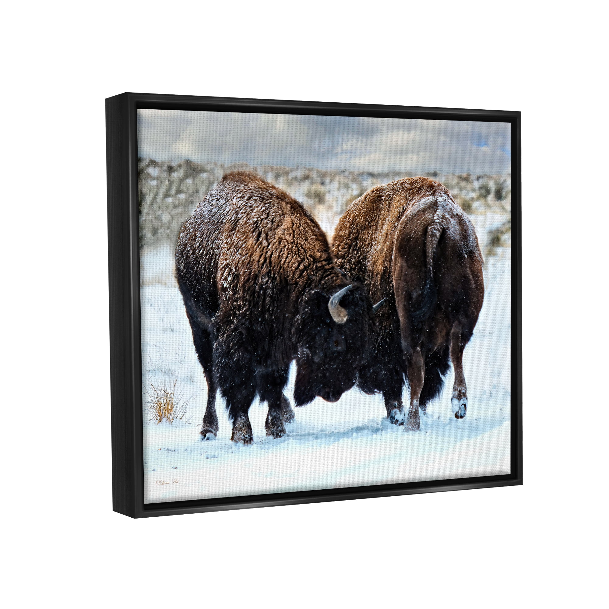 Stupell Industries Fighting Bison Snow Scene Animals & Insects Photography Black Floater Framed Art Print Wall Art, 31 x 25