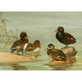 thumbnail image 2 of Allan Brooks 14x11 Gold Ornate Wood Frame and Double Matted Museum Art Print Titled - Australian White-Eyed Duck, Southern Pochard (1922-1926), 2 of 4