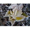Peel-n-Stick Poster of Leaves Wintry Snow Ice Cold Frozen Frost Winter Poster 24x16 Adhesive Sticker Poster Print