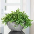 thumbnail image 3 of Root & Vessel Napa Bowl Planter, Gray, 10", 3 of 6