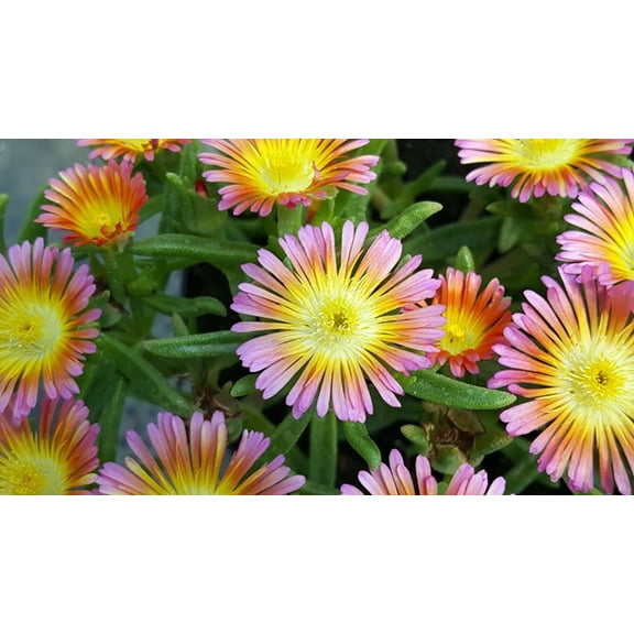 Salmony Pink Ice Plant - Perennial - Delosperma - Live Plant - Quart Pot