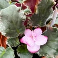 thumbnail image 3 of Wrangler's Dixie Celebration Variegated African Violet, 4 inch, Gesneriad Light Pink Flower Dark Pink Blushes, 3 of 5