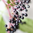 thumbnail image 3 of Amoretti - Natural Elderberry "Sambuco" Type Extract Water Soluble 4 oz - Highly Concentrated & Perfect For Pastry, Savory, Brewing, and more, Preservative Free, Vegan, Kosher Pareve, Keto Friendly, 3 of 3