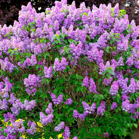 Common Lilac Live Plant Potted 6-12'' Tall, Dormant Tree, Fragrant Purple Lilac Flowers