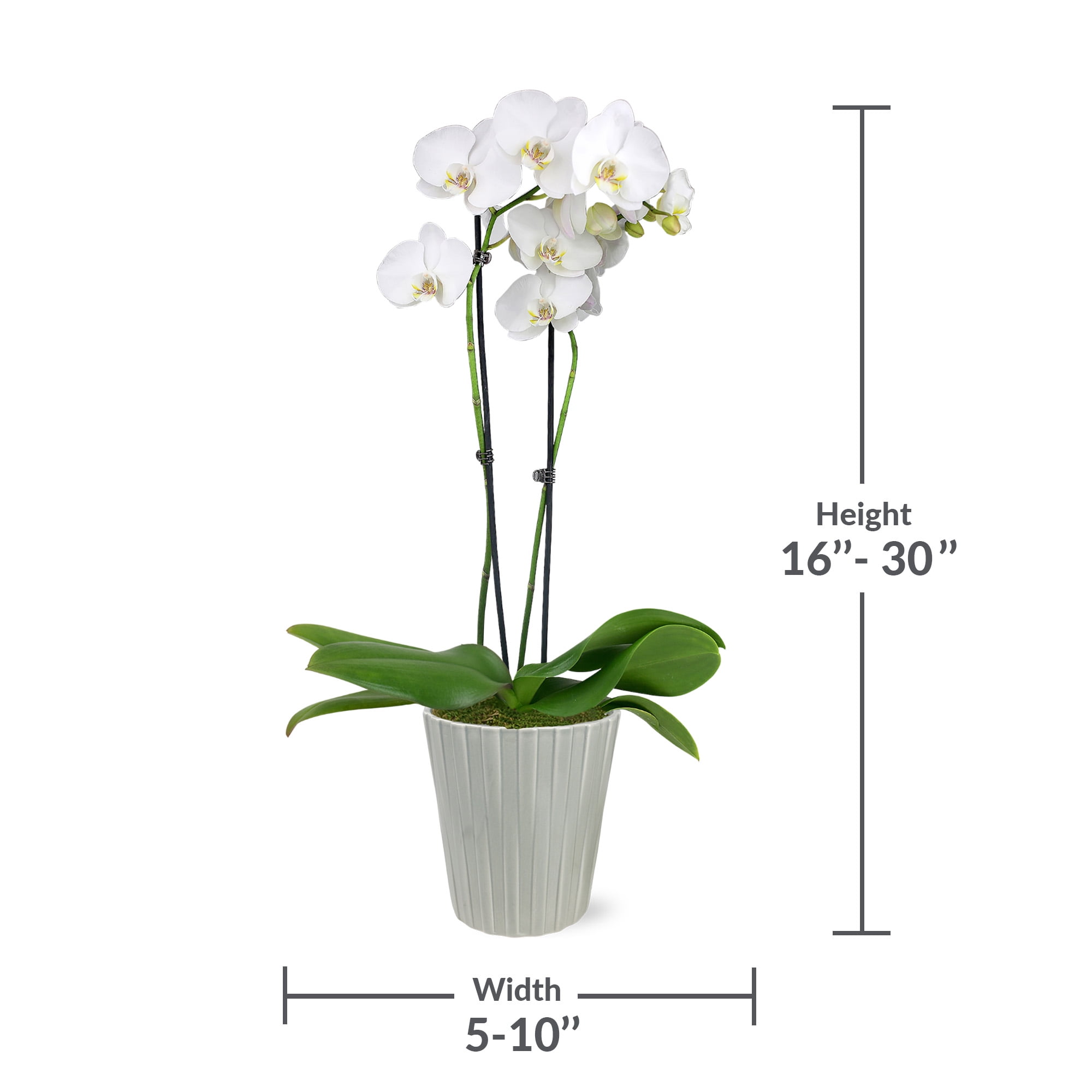 Just Add Ice 16-30" White and Yellow Premium Orchid Live Plant in 5" Grey Ceramic Pot, House Plant