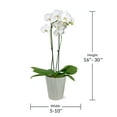 thumbnail image 4 of Just Add Ice 16-30" White and Yellow Premium Orchid Live Plant in 5" Grey Ceramic Pot, House Plant, 4 of 7