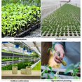 thumbnail image 5 of 50 tapones de lana de roca hidropónica CHAO para cultivo de esquejes y trasplantes, 5 of 5