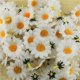 thumbnail image 5 of Gwong Decoración hogareña 100 unids flor artificial Falso Seda Girasol Cabezas Boda Floral DIY Decoración Gwong 21008615, 5 of 7