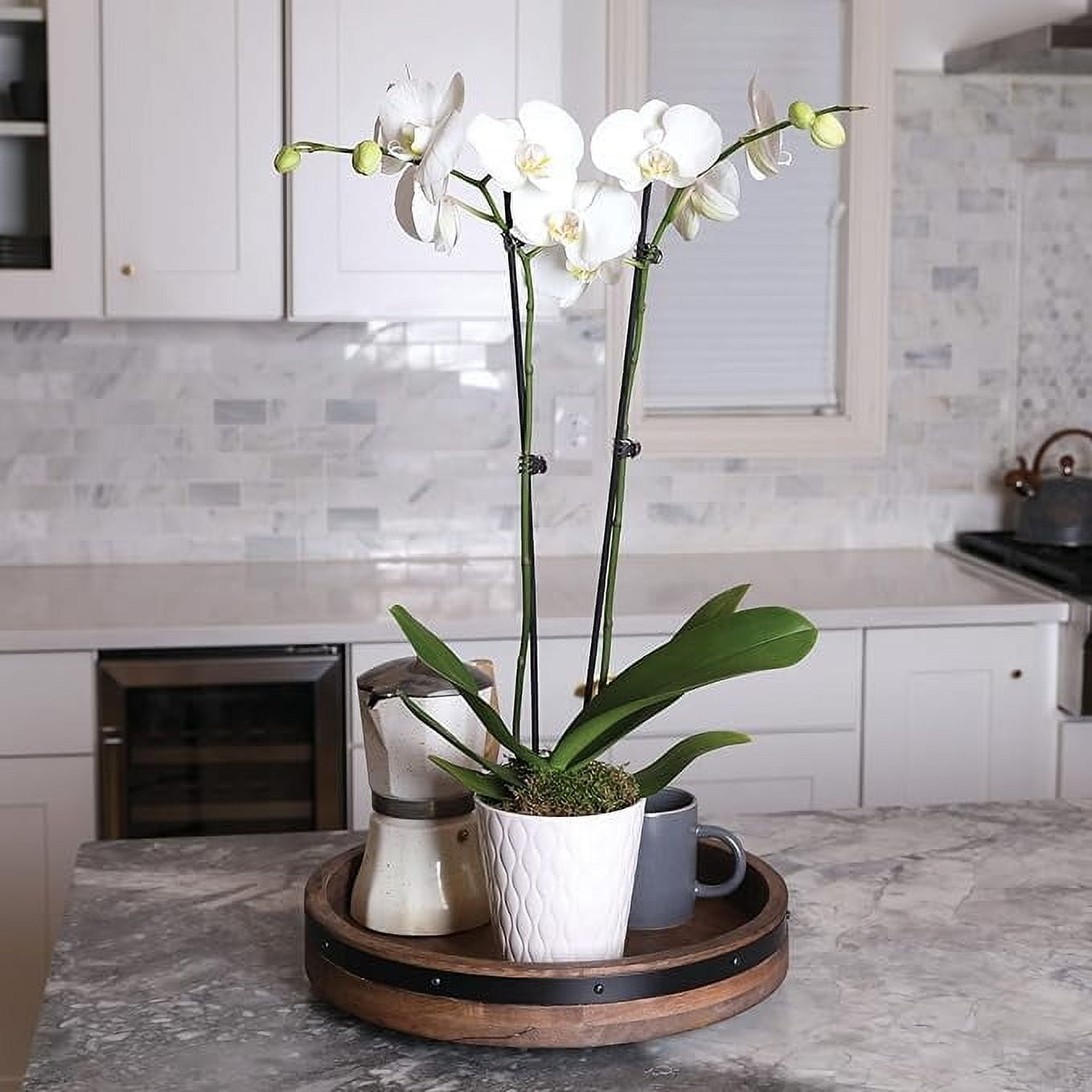 Just Add Ice 16-30" White and Yellow Premium Orchid Live Plant in 5" White Ceramic Pot, House Plant