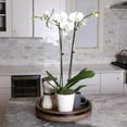 thumbnail image 3 of Just Add Ice 16-30" White and Yellow Premium Orchid Live Plant in 5" White Ceramic Pot, House Plant, 3 of 6