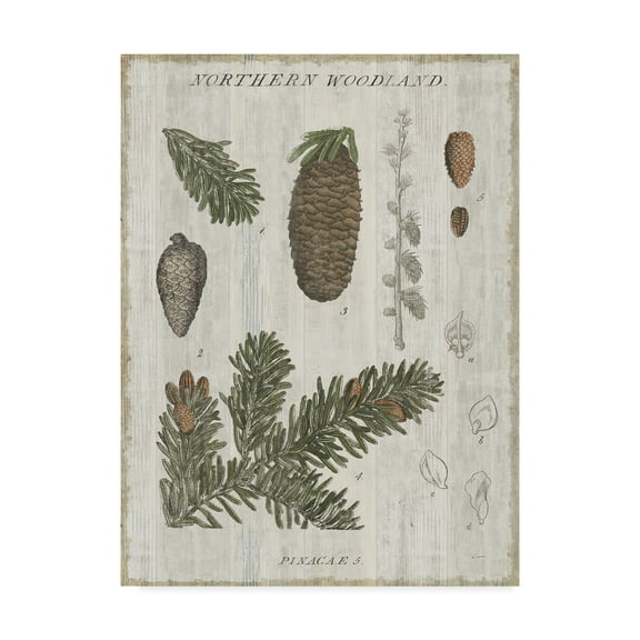 Trademark Fine Art 'Woodland Chart IV' Canvas Art by Sue Schlabach