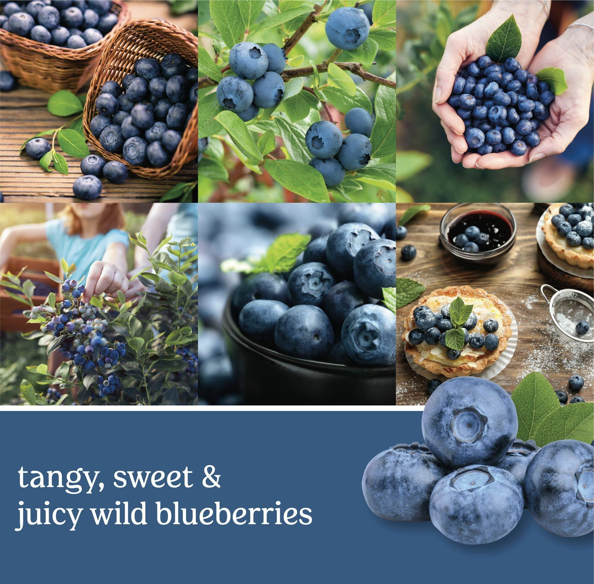 Yankee Candle New England Blueberry Large Original  Classic Jar Candle