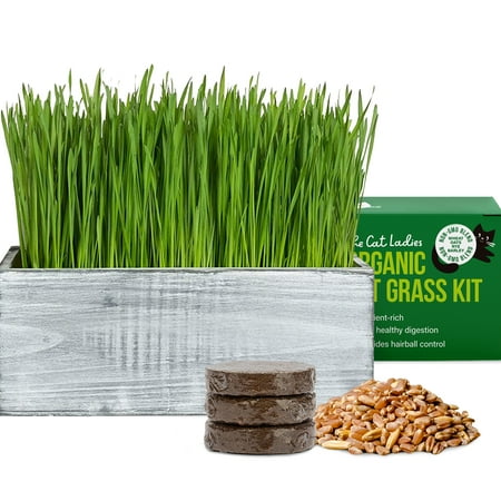 UPC: 0810069952635 | The Cat Ladies Organic Cat Grass Growing Kit with White Wooden Planter