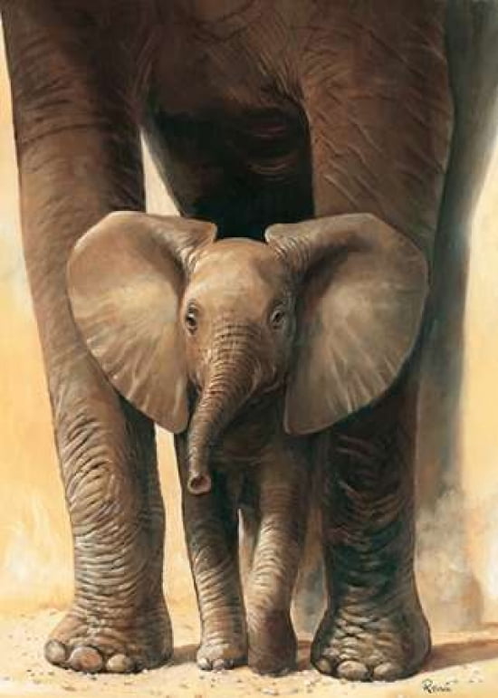 Elephant Love Ii Ca