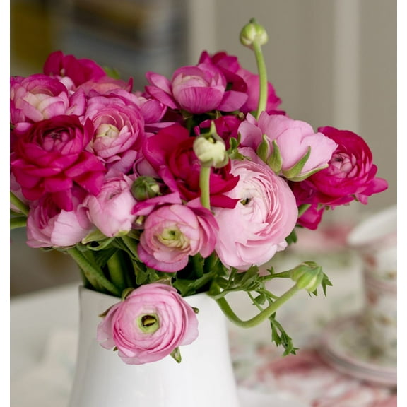 Easy to Grow Ranunculus Very Berry 30 Buttercup Plant Bulbs Spring Flowers