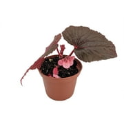 Heirloom Corallina de Lucerna Angel Wing Begonia - 2.5" Pot - Great House Plant